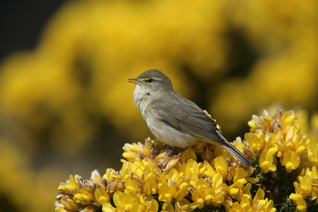 杨柳莺 phylloscopus 蜂鸟