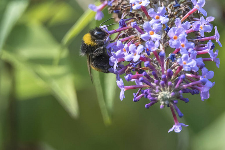 蜜蜂在 buddleia 盛开