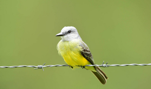 美丽的热带 Kingbird 特伦诺斯 melancholicus 栖息在 barbedwire 线上