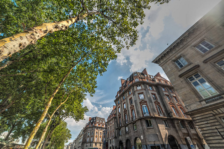 法国巴黎的高大树木和高雅建筑图片