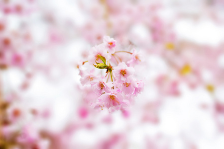 抽象的粉色樱花花背景