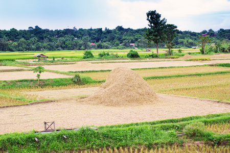 泰国大米场农村