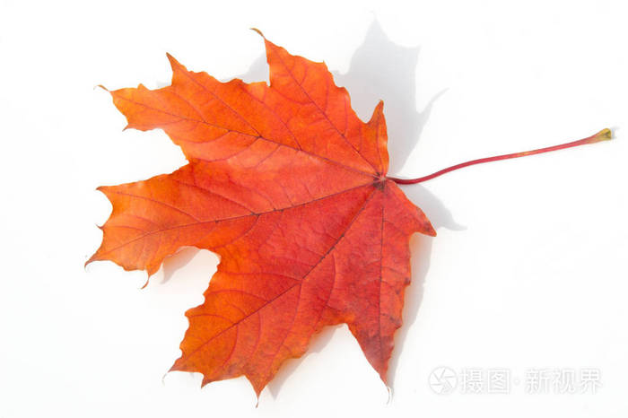 纹理背景图案黄红色枫叶在白色背景秋季照片
