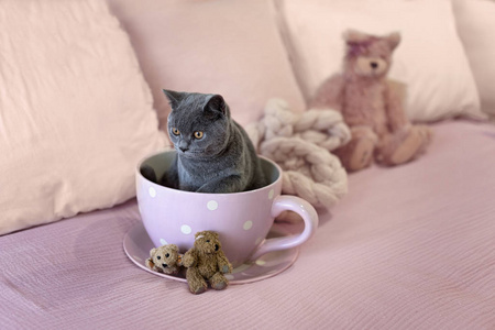 一个英国短毛小猫坐在粉红色的波尔卡点茶杯与泰迪熊在床上