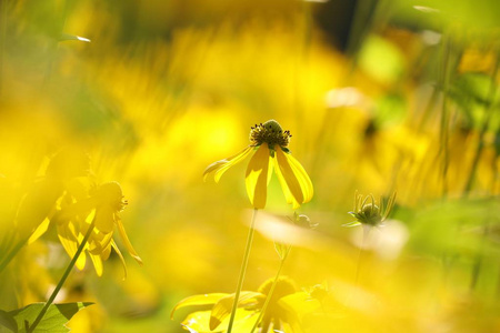 阔叶圆锥花RudbeckiaLaciniata