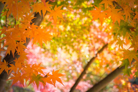 阳光明媚的秋季背景下的红叶, 来自日本