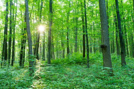 森林树木。自然绿色木阳光背景
