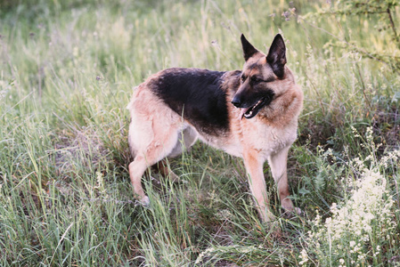 德国牧羊犬躺在公园的草地上