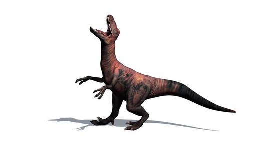 恐龙迅猛龙双腿, 捕食者与长, 僵硬的尾巴查出的白色背景