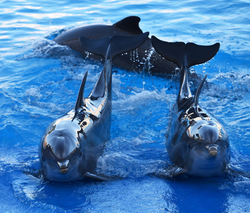 在西班牙的水族馆海豚