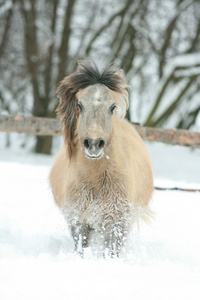可爱 可爱的海湾小马跑了冬天
