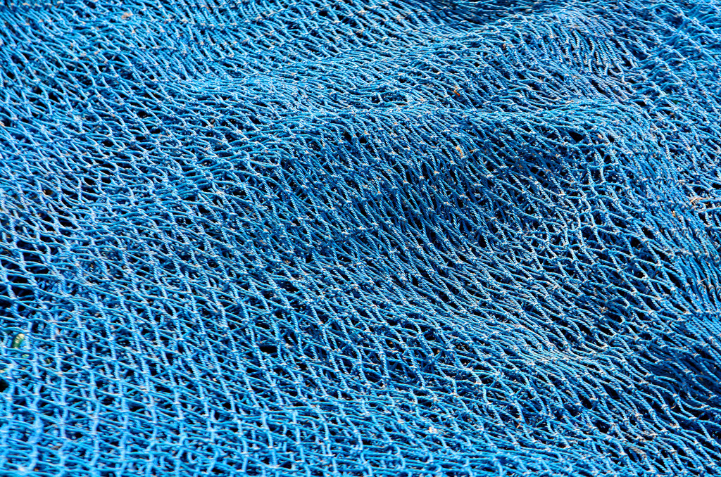 万里迁徙有“证”可寻——从候鸟环志看洪湖湿地生态转变