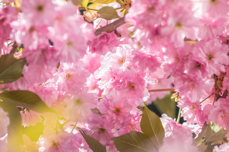 在 Spri 期间, 樱花樱桃树树枝的粉红色花朵的特写