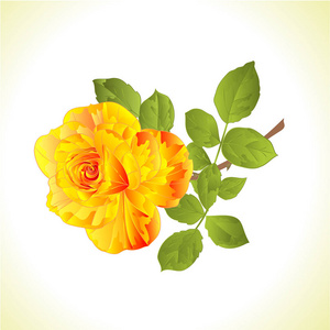 花黄色玫瑰茎和叶子复古自然背景向量可编辑的手绘
