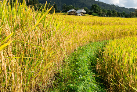 在泰国北部，Pa pong 小屋，蒋梯田