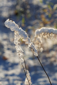 第一次下雪后干秋草