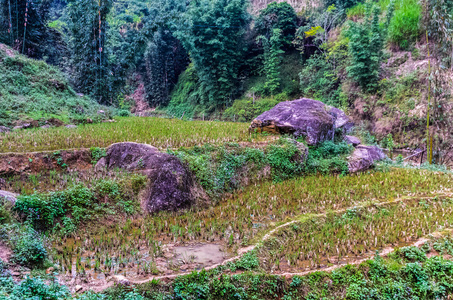 在越南萨帕村的米露台令人惊叹的多彩景色