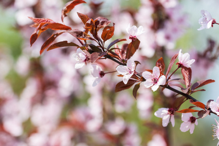 fiore di ciliegio rosa fiori粉红色的樱花树鲜花盛开的时候