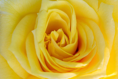 黄色玫瑰揭示其形态 纹理和细节的特写