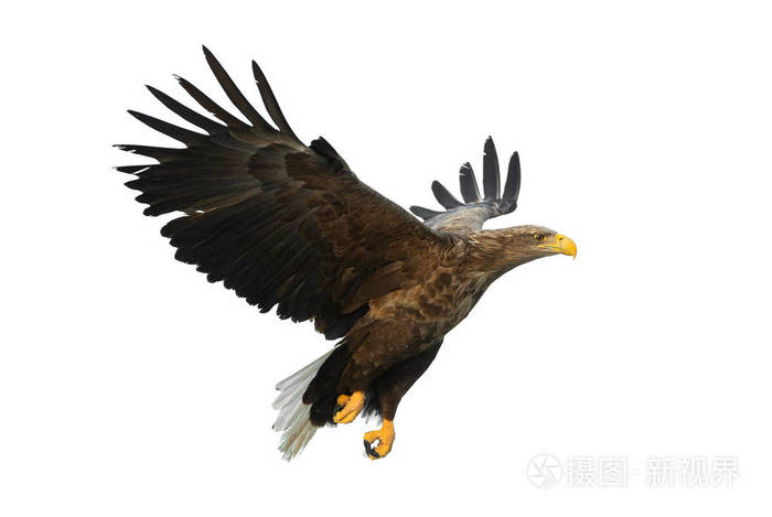 在白色背景上隔离.