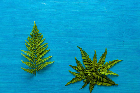 蕨类植物的绿色分支位于木制蓝板上。