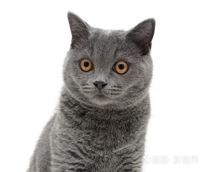 在白色背景上的灰猫的肖像