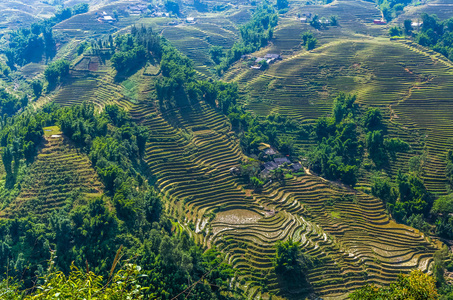 越南萨帕村水稻露台美景