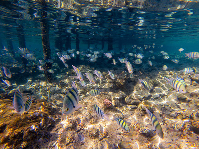 一群珊瑚鱼, seorgant 鱼, 埃及, 马卡迪湾