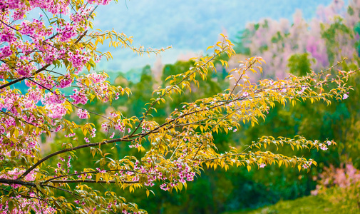 喜马拉雅山樱桃 李属樱野 盛开在彭坤莫