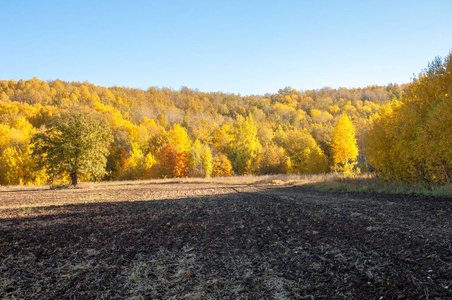 秋天的风景。在秋天的树的背景犁耕地。五颜六色的树。黄色, 金黄红色棕色颜色