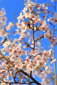 日本樱花樱花树或在日本樱花图片