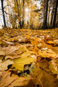 在明亮的秋日阳光下, 在地面上落下的枫叶特写镜头。垂直拍摄。秋天背景