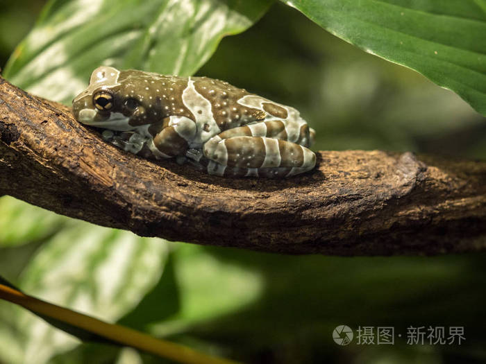 使命金眼树蛙trachycephalusresinifictrix在树枝上睡觉的那天