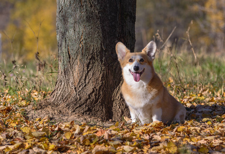 狗威尔士柯基犬彭布罗克, 在秋天的森林在阳光明媚的天气黄叶