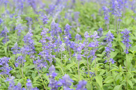 蓝丹参 丹参 farinacea 花开花在花园中的选择重点