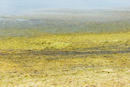 海岸充满了海洋绿藻。生态与自然灾害概念