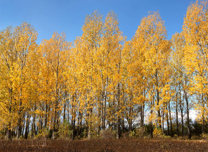 秋天的场景与树木和黄色的叶子