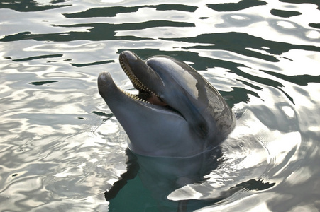 微笑的海豚
