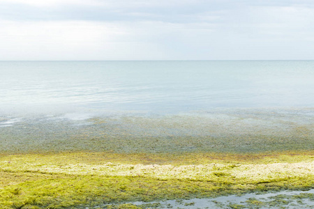 海藻在低潮的海滩上, 在一个雨天灰色的一天。生态与自然灾害概念