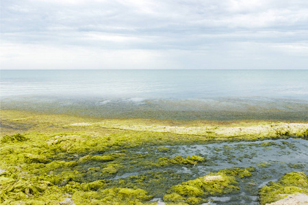 海边的绿色海藻。生态与自然灾害概念