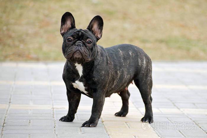 公园里细长的纯种法国斗牛犬