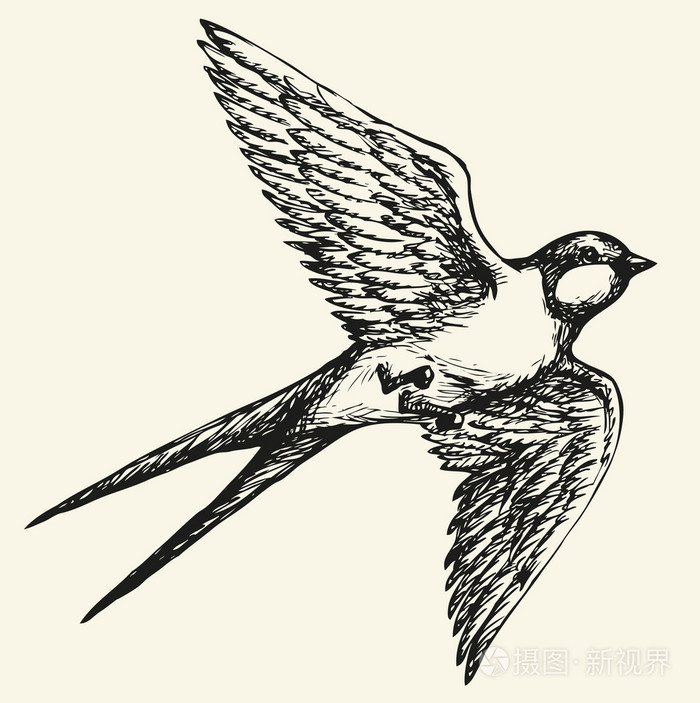 矢量绘图的一系列素描"鸟".燕子