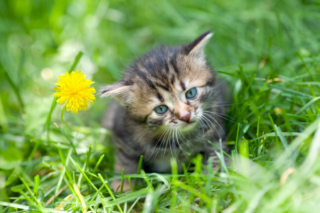 小猫坐在蒲公英不远的草地上