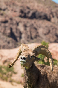 沙漠大角羊羊 ram