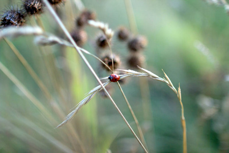 在秋天的田野里, 瓢虫在一只耳朵上。野草背景上的昆虫
