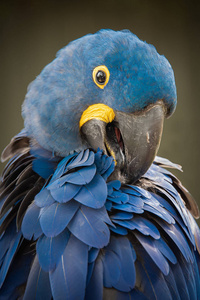一只在树枝上凝视着蓝色前部的亚马逊鹦鹉的特写, 用好奇的目光蹲下。