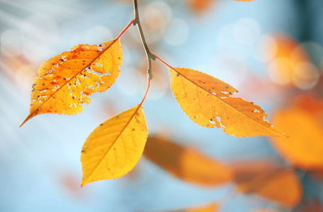美丽的秋景图片, 黄叶, 佩服金漆。在深秋, 当树叶从泛黄的树上落下时, 城市景观特别美丽。