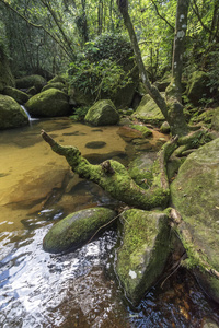 美丽的热带河流池景观与绿色郁郁葱葱的森林在伊尔哈格兰德, 科斯塔韦德, 南里约热内卢, 巴西