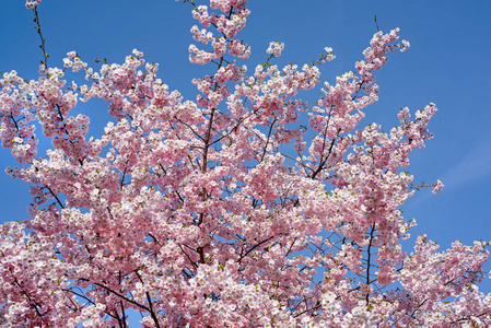 樱花树枝对着蓝天