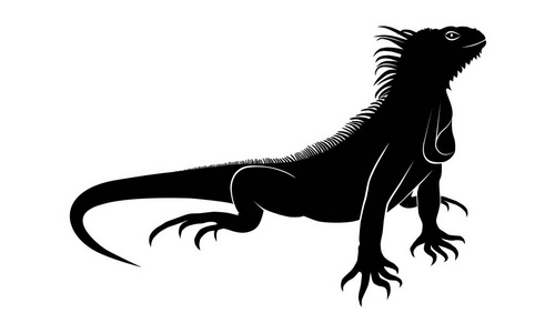 图标鬣蜥。扁平符号鬣蜥。查出的黑色符号鬣蜥在白色背景。向量例证